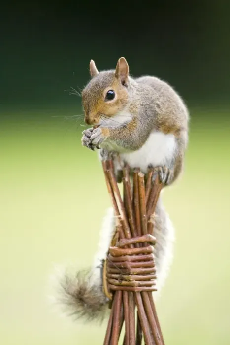 Framed Print : Grey Squirrel - on top of wicker garden support Norfolk UK