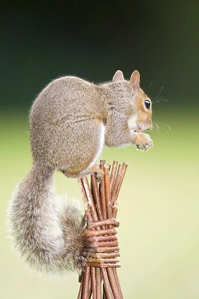 Grey Squirrel - on top of wicker garden support Norfolk UK