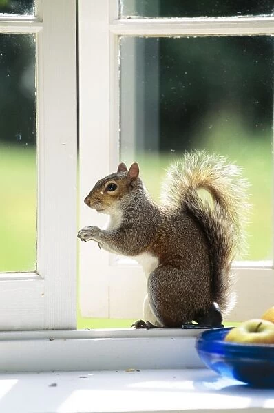 Grey Squirrel On Windowsill
