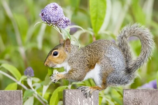 Grey Squirrel on wooden fence with Buddleia behind Norfolk UK