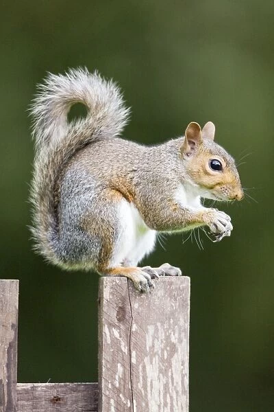 Grey Squirrel on wooden fence Norfolk UK