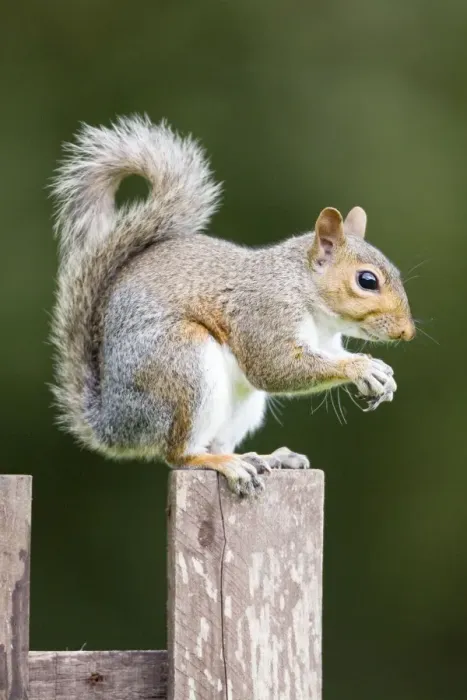 Framed Print : Grey Squirrel on wooden fence Norfolk UK Framed Print : Grey Squirrel on wooden fence Norfolk UK