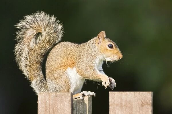 Grey Squirrel on wooden fence. UK