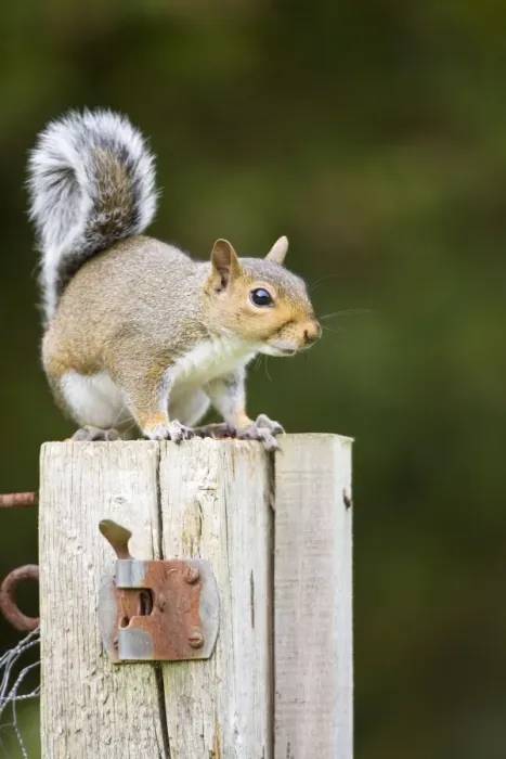 Framed Print : Grey Squirrel on wooden gate post Norfolk UK Framed Print : Grey Squirrel on wooden gate post Norfolk UK