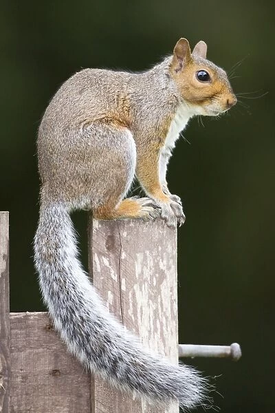 Grey Squirrel on wooden gate. UK