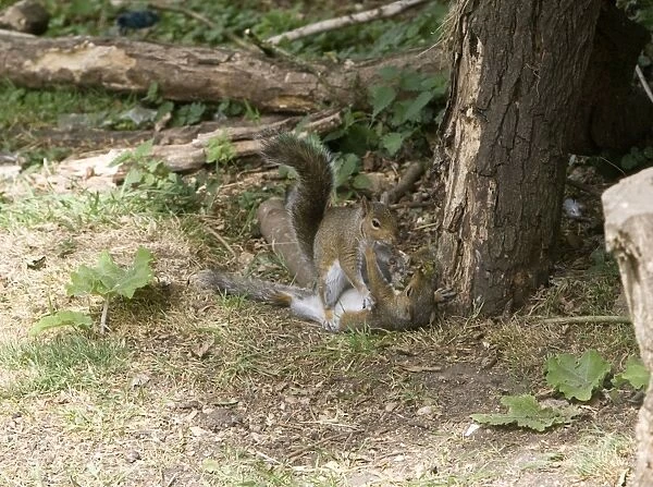 Grey Squirrels having a fight on ground then continued along a branch Oxon UK