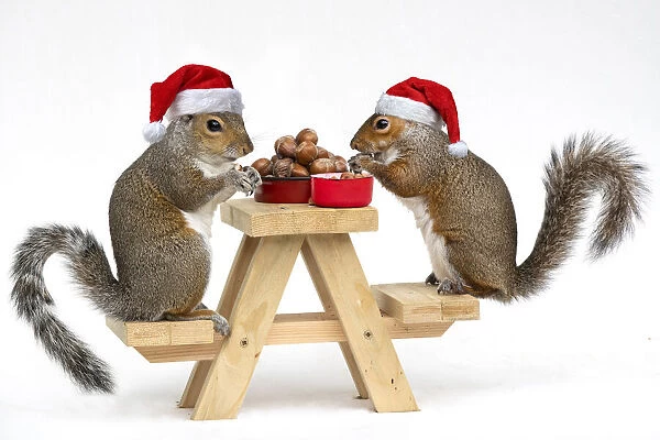 Two Grey Squirrels, on a little picnic bench eating nuts & Berries wearing Christmas hats