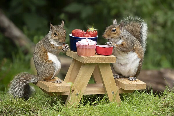 Two Grey Squirrels on a mini picnic bench eating nuts & fruit