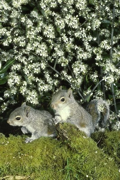 Grey Squrrel - baby added flowers
