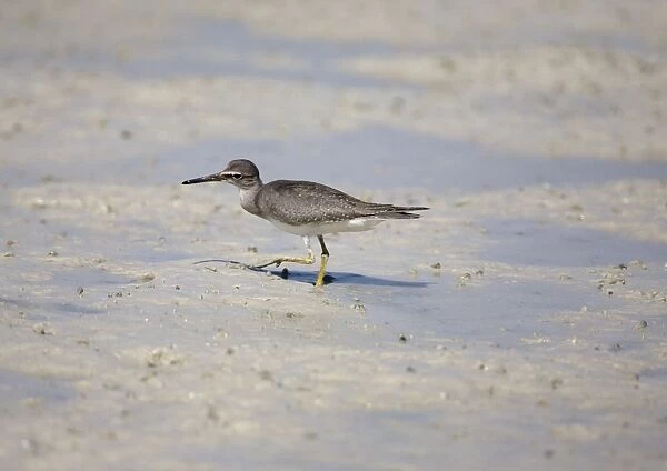 Grey-tailed Tattler - peering sideways A winter-plumaged bird at Broome, Western Australia. Breeds in arctic Russia and Siberia and winters in Southeast Asia and Australia