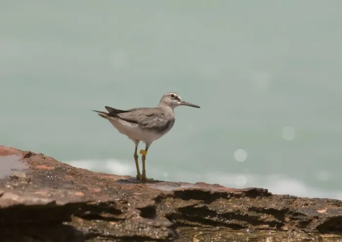 Framed Print : Grey-tailed Tattler - winter-plumaged bird with leg flag A winter-plumaged bird at Roebuck Bay near Broome, Western Australia. Breeds in arctic Russia and Siberia and winters in Southeast Asia and Australia Framed Print : Grey-tailed Tattler - winter-plumaged bird with leg flag A winter-plumaged bird at Roebuck Bay near Broome, Western Australia. Breeds in arctic Russia and Siberia and winters in Southeast Asia and Australia