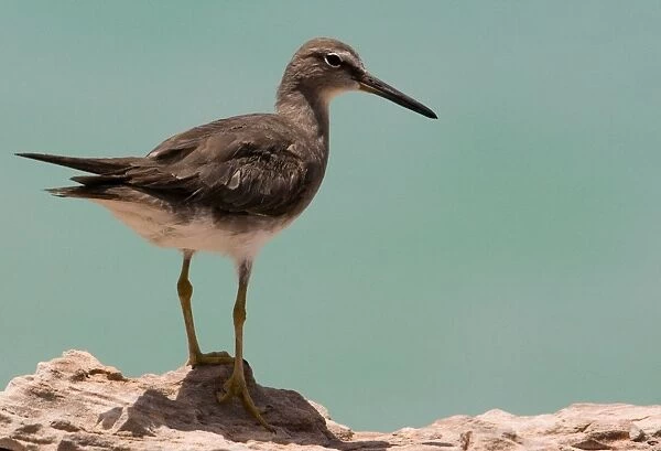 Grey-tailed Tattler A winter-plumaged bird at Roebuck Bay near Broome, Western Australia. Breeds in arctic Russia and Siberia and winters in Southeast Asia and Australia