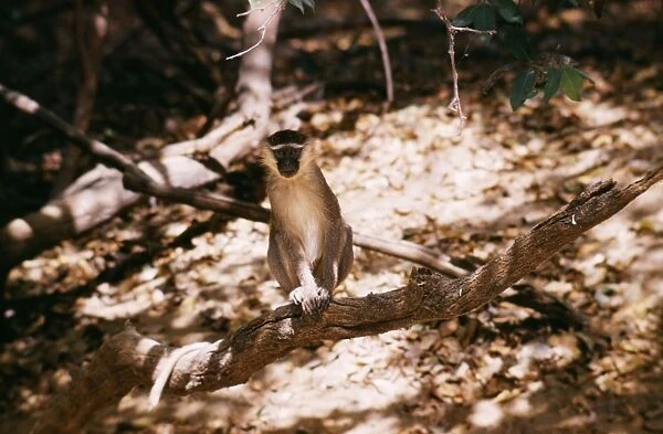 Grey Tantalus Monkey PB 19 North Nigeria © Philip Blasdale  /  ARDEA LONDON