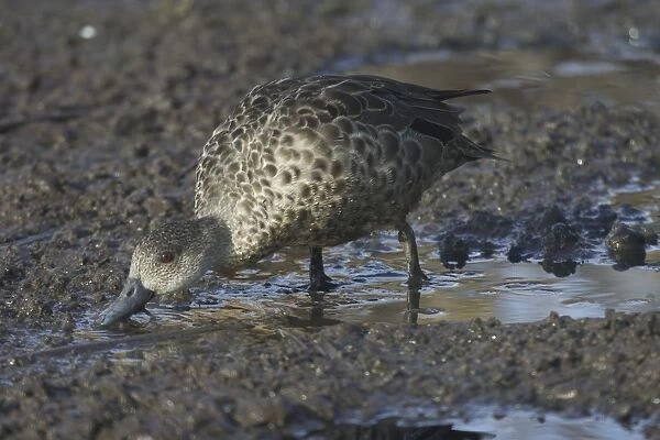 Grey Teal Feeding at Sewage Ponds, Mt Isa, Queensland, Australia