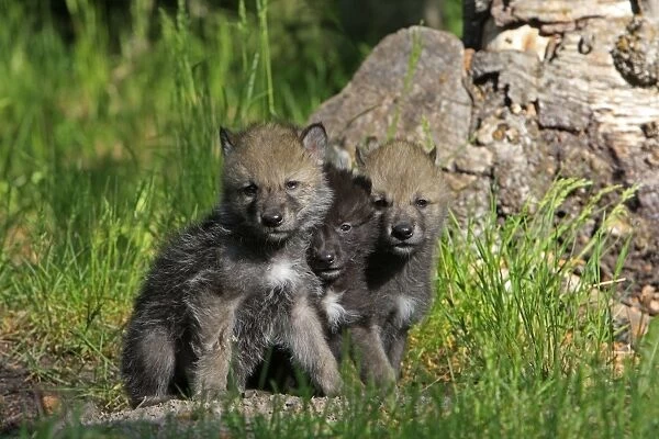 Grey  /  Timber Wolf - 1 month old pups. Montana - United States