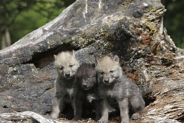 Grey  /  Timber Wolf - 1 month old pups. Montana - United States