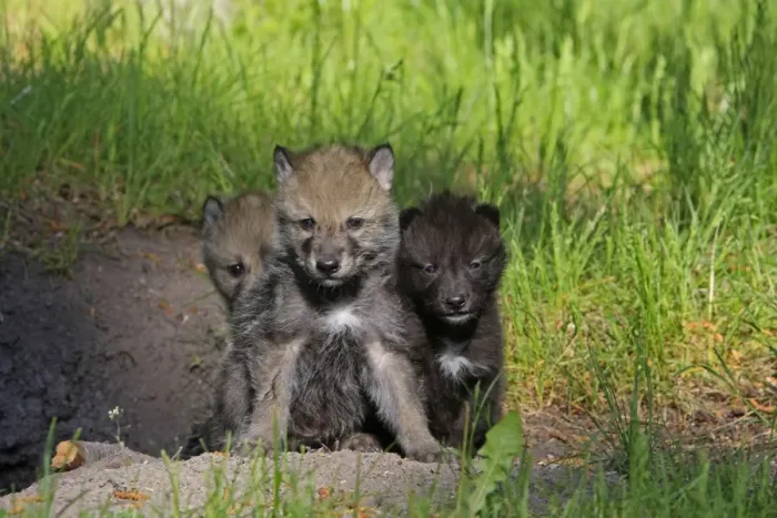 Framed Print : Grey  /  Timber Wolf - 1 month old pups. Montana - United States