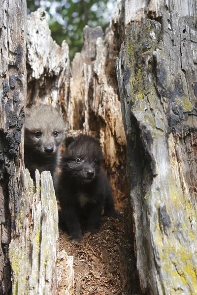 Grey  /  Timber Wolf - 1 month old pups in hollow tree stump. Montana - United States