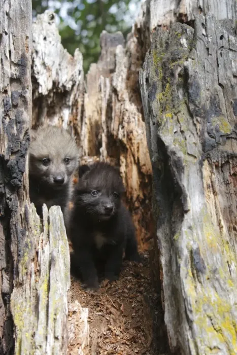 Framed Print : Grey / Timber Wolf - 1 month old pups in hollow tree stump. Montana - United States Framed Print : Grey / Timber Wolf - 1 month old pups in hollow tree stump. Montana - United States