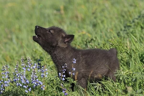 Grey  / Timber Wolf - 8 week old cub. Montana - USA