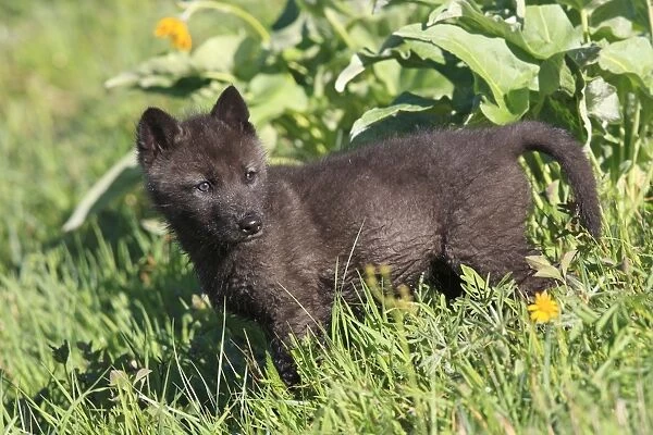 Grey  / Timber Wolf - 8 week old cub. Montana - USA