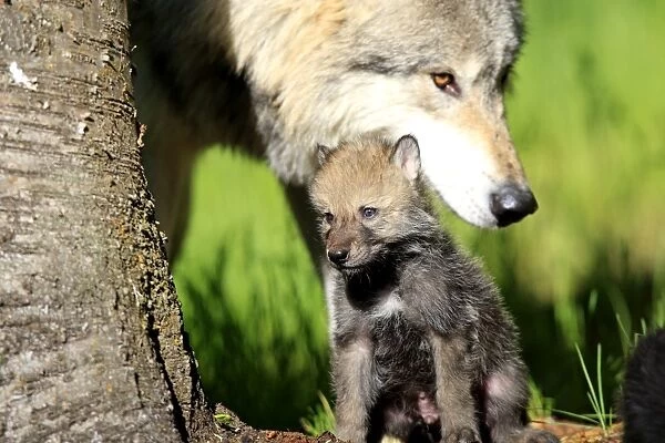 Grey  /  Timber Wolf - Adult with 1 month old pup. Montana - United States