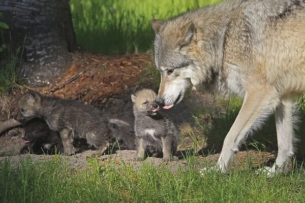 Grey  /  Timber Wolf - Adult with 1 month old pups. Montana - United States