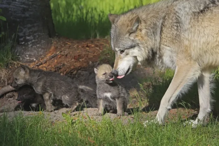 Framed Print : Grey / Timber Wolf - Adult with 1 month old pups. Montana - United States Framed Print : Grey / Timber Wolf - Adult with 1 month old pups. Montana - United States