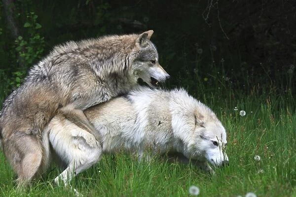 Grey  /  Timber Wolf - Adults mating. Montana - United States