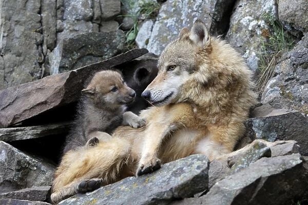 Grey  / Timber Wolf - with babies 8 weeks old. Montana - USA