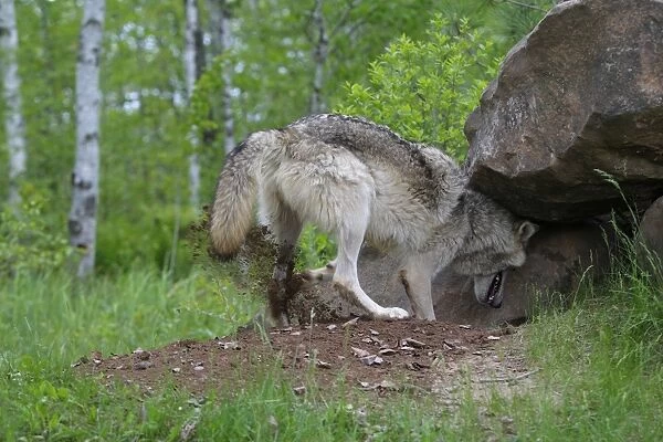 Grey  /  Timber Wolf - digging. Minnesota - United States