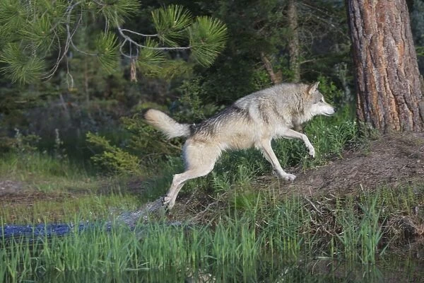 Grey  /  Timber Wolf - getting out of water. Montana - United States