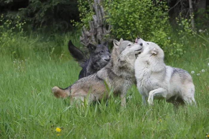 Framed Print : Grey / Timber Wolf - interaction between adults. Montana - United States Framed Print : Grey / Timber Wolf - interaction between adults. Montana - United States