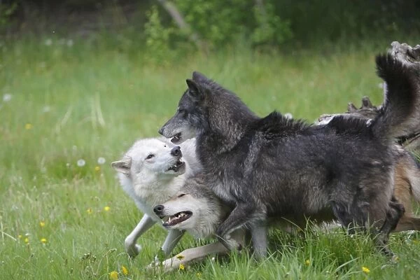 Grey  /  Timber Wolf - interaction between adults. Montana - United States