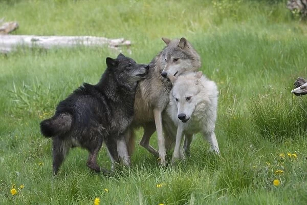 Grey  /  Timber Wolf - interaction between adults. Montana - United States