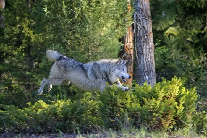 Framed Print : Grey / Timber Wolf - jumping. Montana - United States Framed Print : Grey / Timber Wolf - jumping. Montana - United States