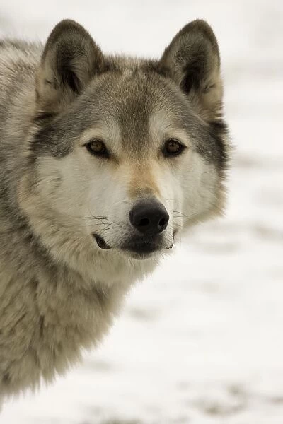 Grey  /  Timber Wolf - Male in snow. Originally found throughout most of North America except western California and the Southeast-loss of habitat and persecution have caused a drastic decline in their numbers