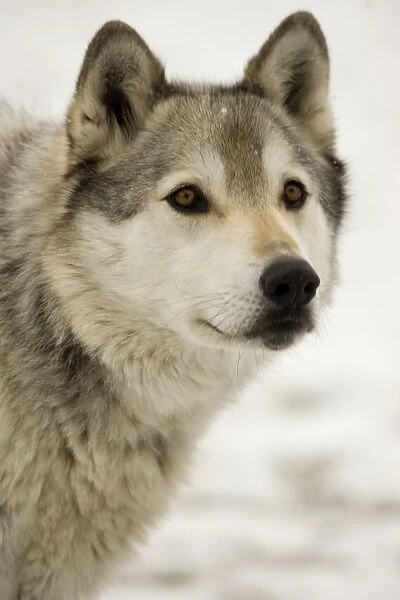 Grey  /  Timber Wolf - Male in snow - Originally found throughout most of North America except western California and the Southeast-loss of habitat and persecution have caused a drastic decline in their numbers