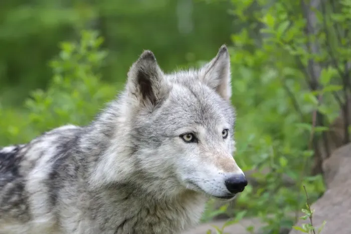 Framed Print : Grey / Timber Wolf. Minnesota - United States Framed Print : Grey / Timber Wolf. Minnesota - United States