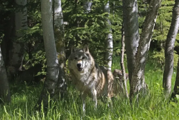 Framed Print : Grey / Timber Wolf. Montana - United States Framed Print : Grey / Timber Wolf. Montana - United States
