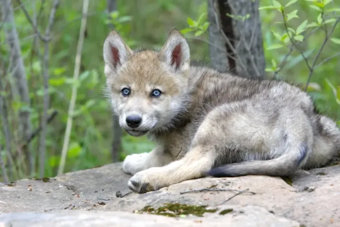 Framed Print : Grey  /  Timber Wolf - three month old pup. Minnesota - United States