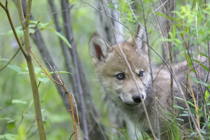 Framed Print : Grey / Timber Wolf - three month old pup. Minnesota - United States Framed Print : Grey / Timber Wolf - three month old pup. Minnesota - United States