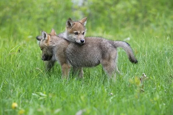 Grey  /  Timber Wolf - three month old pups. Minnesota - United States