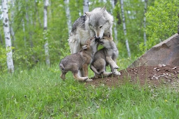 Grey  /  Timber Wolf - with pups. Minnesota - United States