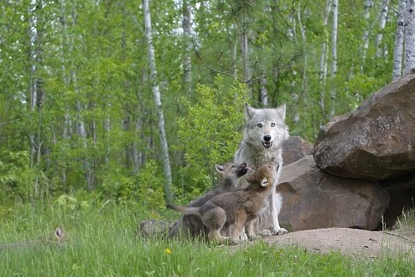 Grey  /  Timber Wolf - with pups. Minnesota - United States