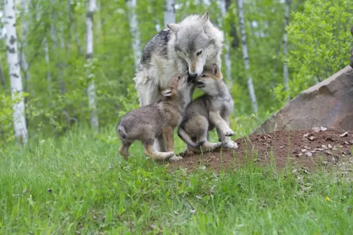 Framed Print : Grey / Timber Wolf - with pups. Minnesota - United States Framed Print : Grey / Timber Wolf - with pups. Minnesota - United States