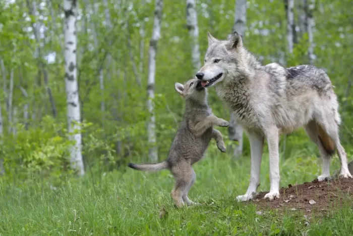 Framed Print : Grey / Timber Wolf - with pups. Minnesota - United States Framed Print : Grey / Timber Wolf - with pups. Minnesota - United States