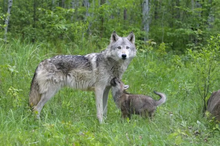 Framed Print : Grey / Timber Wolf - with pups. Minnesota - United States Framed Print : Grey / Timber Wolf - with pups. Minnesota - United States