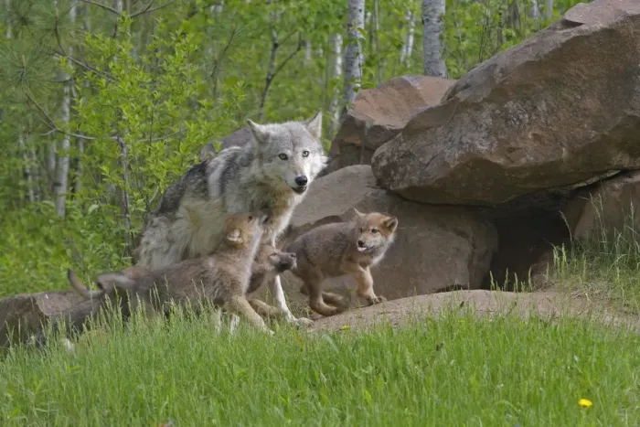 Framed Print : Grey / Timber Wolf - with pups. Minnesota - United States Framed Print : Grey / Timber Wolf - with pups. Minnesota - United States