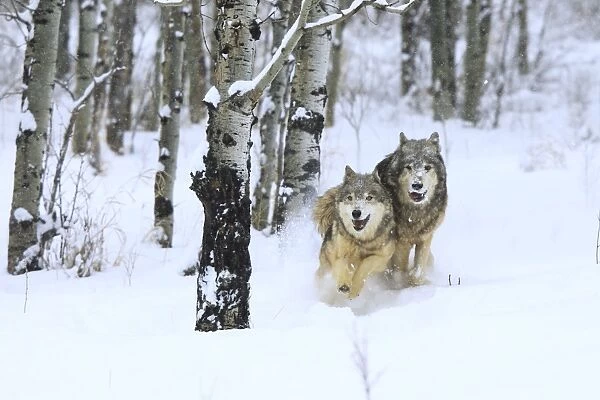 Grey  /  Timber Wolf - running through snow. Montana - USA